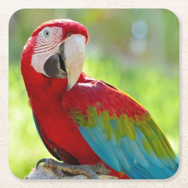 Macaw, der auf Niederlassung sitzt Rechteckiger Pappuntersetzer (Vorderseite)
