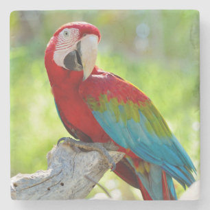 Macaw, der auf Niederlassung sitzt Steinuntersetzer