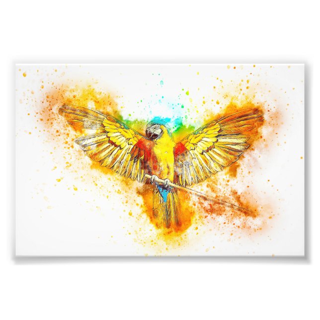 Macaw Fotodruck (Vorne)