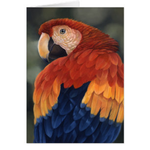 Macaw-Karte