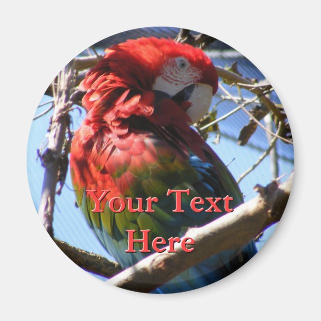 Macaw Magnet (Vorne)