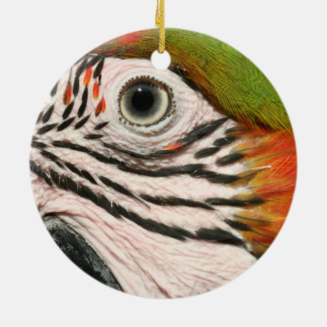 Macaw-Papageien-Verzierungs-Harlekinmacaw-Auge Keramikornament (Hinten)