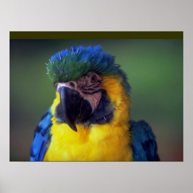 Macaw Parrot Bird Wall Poster Mural (Vorne)