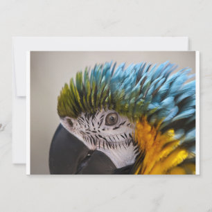 Macaw Parrot - Einladung