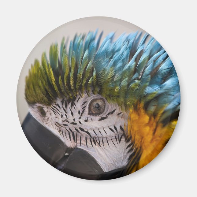 Macaw Parrot - Magnet (Vorne)