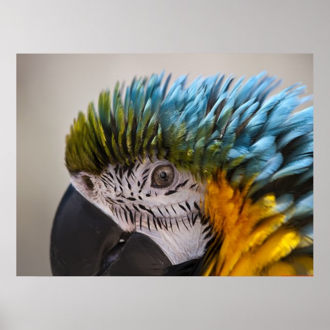 Macaw Parrot Portrait - Fine Art Print Poster (Vorne)