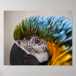 Macaw Parrot Portrait - Fine Art Print Poster