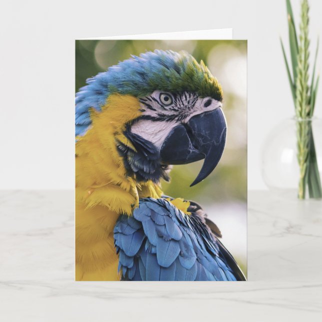 Macaw Parrot Portrait Foto Karte (Vorderseite)