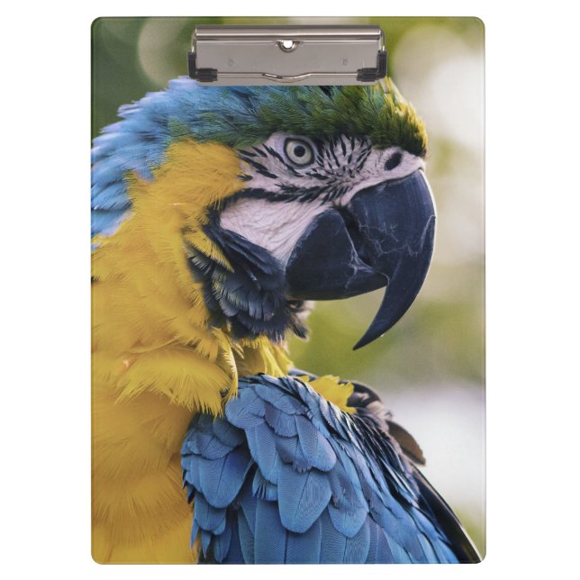 Macaw Parrot Portrait Foto Klemmbrett (Vorderseite)