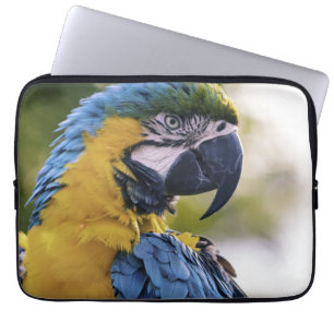 Macaw Parrot Portrait Foto Laptopschutzhülle