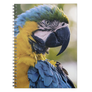 Macaw Parrot Portrait Foto Notizblock
