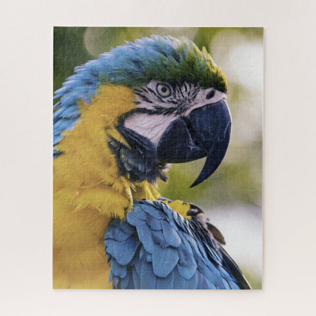 Macaw Parrot Portrait Foto Puzzle (Vertikal)