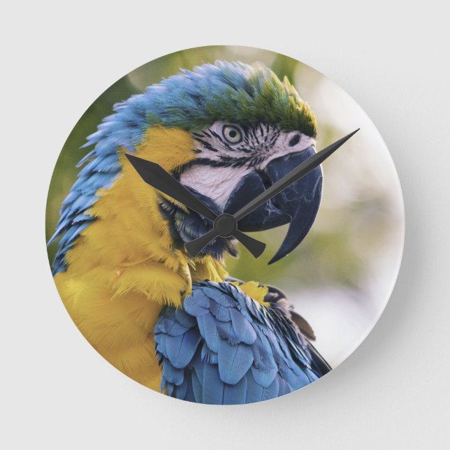Macaw Parrot Portrait Foto Runde Wanduhr (Vorderseite)