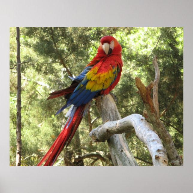 Macaw Parrot Poster (Vorne)