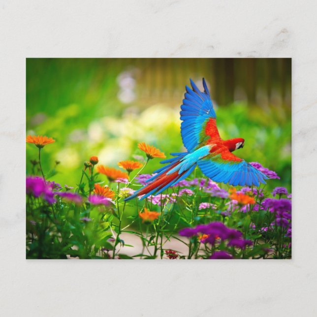 Macaw Parrot Postkarte (Vorderseite)
