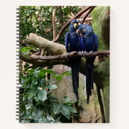 Macaw Parrot Spiral Notebook Notizbuch