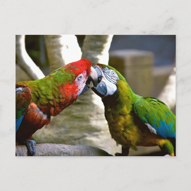 Macaw Parrots 2013 Kalender Postkarte (Vorderseite)