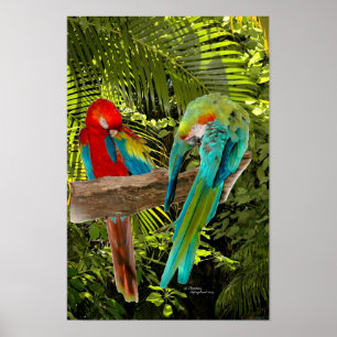 Macaw Parrots in einem tropischen Waldposter Poster