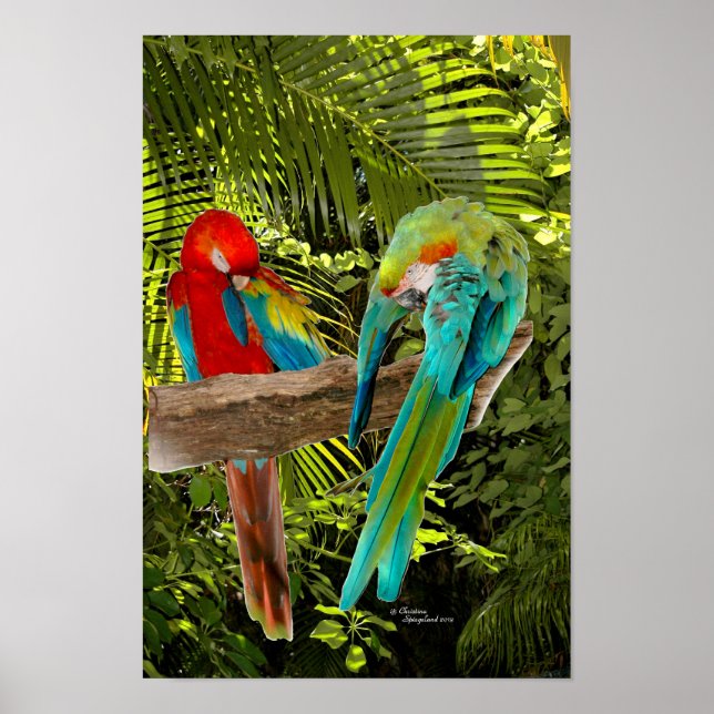 Macaw Parrots in einem tropischen Waldposter Poster (Vorne)