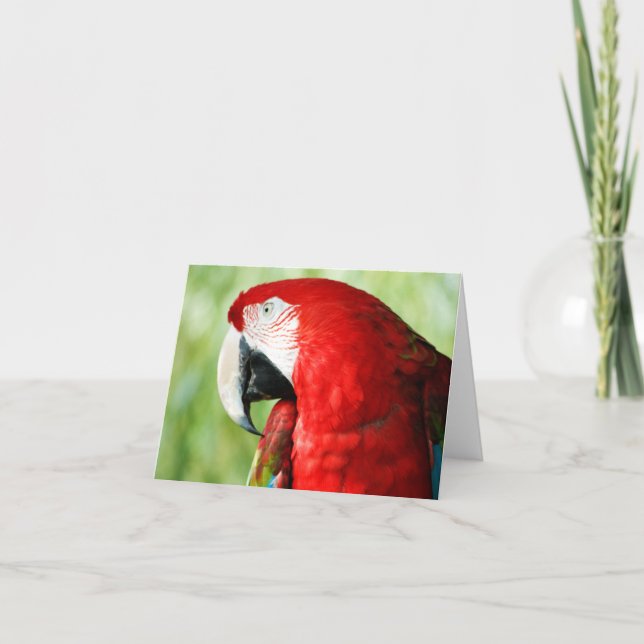 Macaw Portrait Karte (Vorderseite)