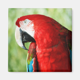 Macaw Portrait Magnet