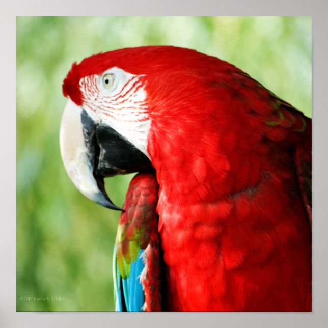 Macaw Portrait Poster (Vorne)