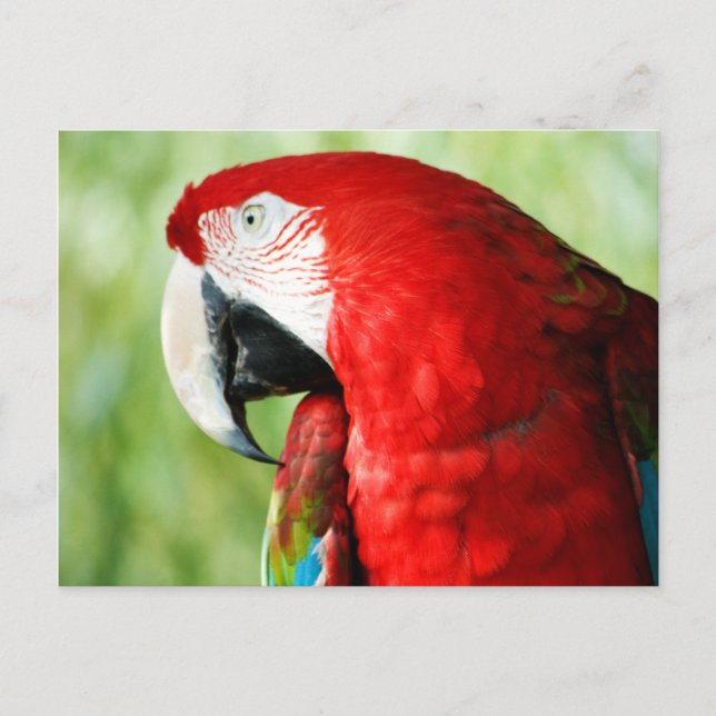 Macaw Portrait Postkarte (Vorderseite)