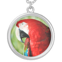 Macaw Portrait