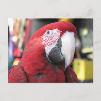 Macaw Postkarte