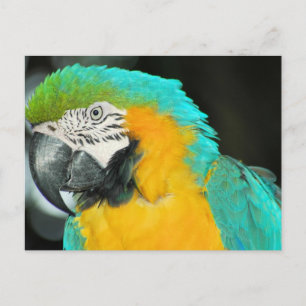 Macaw Postkarte