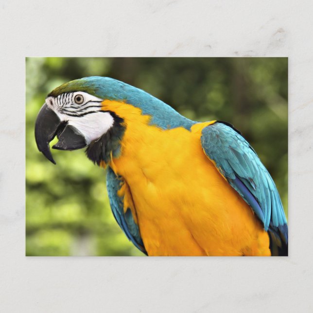 Macaw Postkarte (Vorderseite)