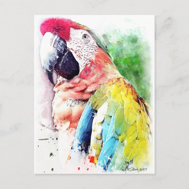 Macaw Postkarte (Vorderseite)