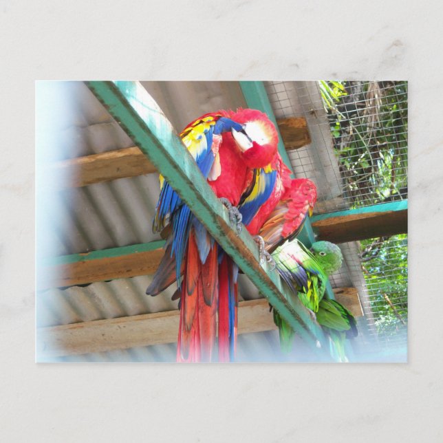 Macaw-Postkarte Postkarte (Vorderseite)