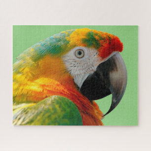 Macaw Puzzle