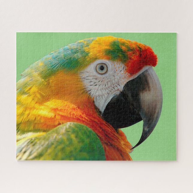 Macaw Puzzle (Horizontal)