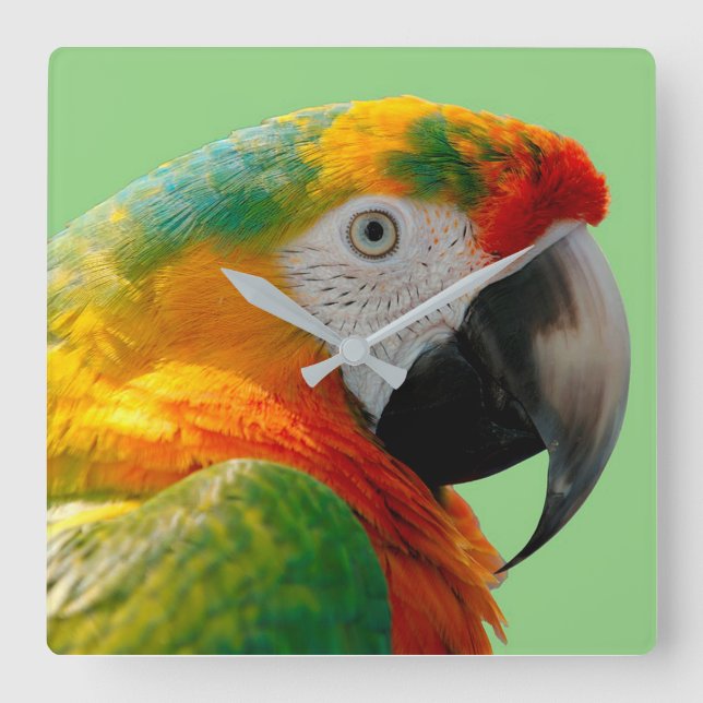 Macaw Quadratische Wanduhr (Vorderseite)