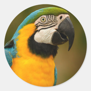 Macaw Runder Aufkleber