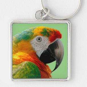 Macaw Schlüsselanhänger
