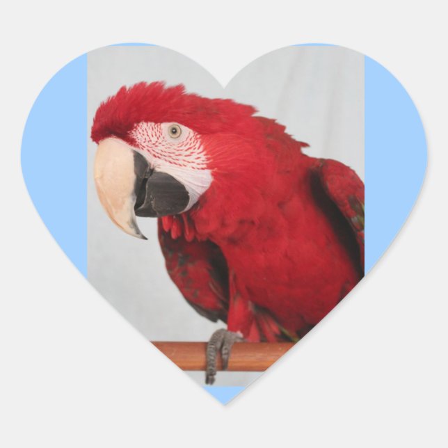 Macaw Stickers (Vorderseite)