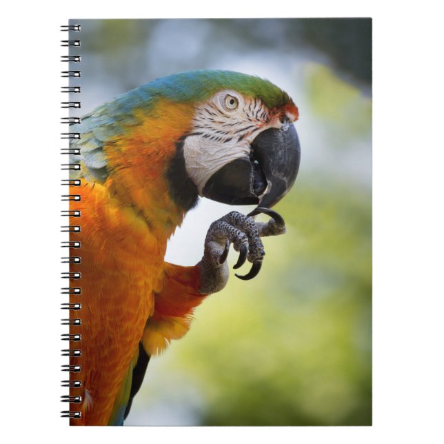 Macawanmerkungsbuch Notizblock (Vorderseite)