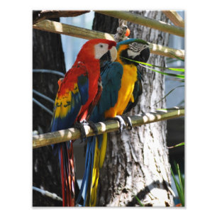 Macaws in Key West Fotodruck