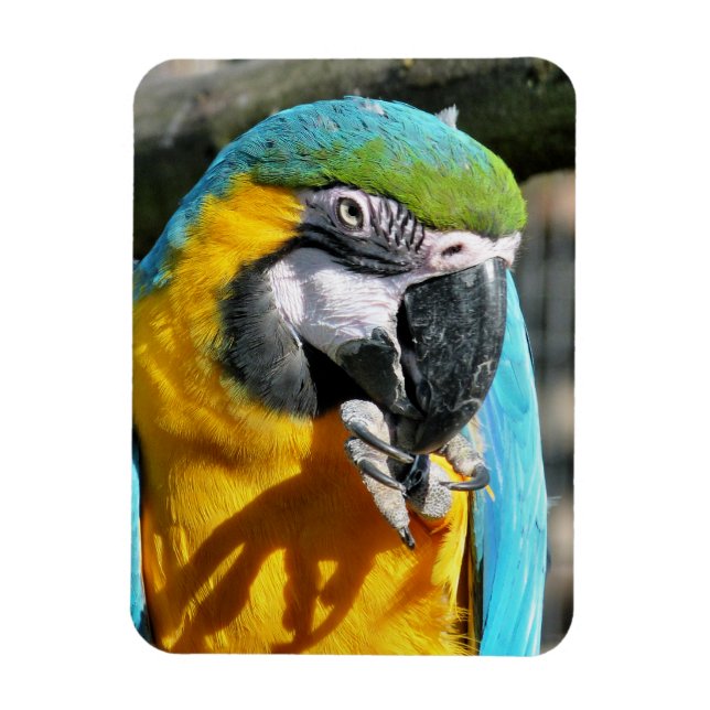 MACAWS MAGNET (Vertikal)