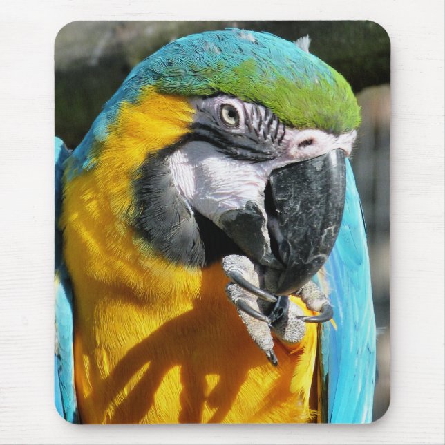 MACAWS MOUSEPAD (Vorne)