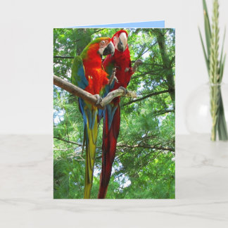 Macaws-Paar-Geburtstags-Gruß-Karte Karte