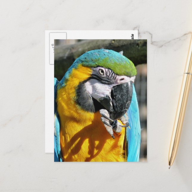 MACAWS POSTKARTE (Vorderseite/Rückseite Beispiel)