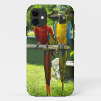 Macawtelefonkasten iPhone 11 Hülle
