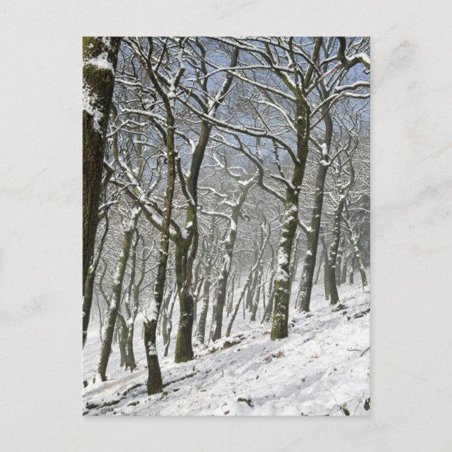 Macclesfield Forest Winter Card Postkarte (Vorderseite)
