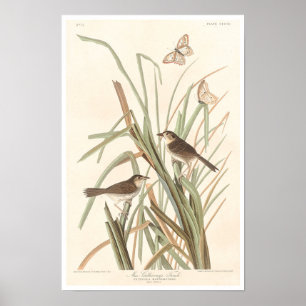 MacGillivray's Finch by Audubon Poster