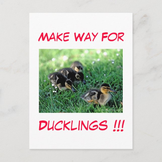 Machen Sie den Weg für Ducklings!! Postkarte (Vorderseite)