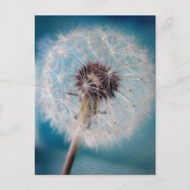 Machen Sie einen Wunsch Postkarte (Vorderseite)